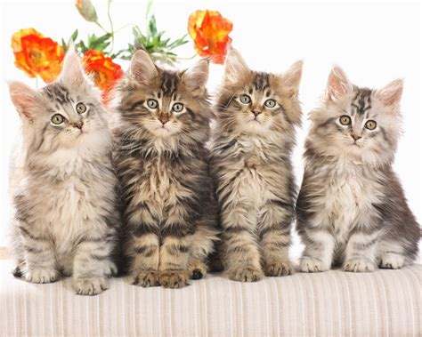 High Definition Wallpapers Cat Wallpapers