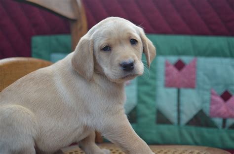 The cheapest offer starts at £100. English Chocolate Lab Puppies Near Me - Animal Friends