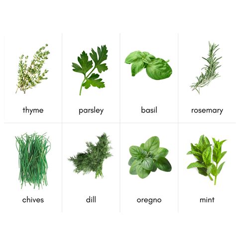 Fresh Herb Identification Photograph Cards Etsy