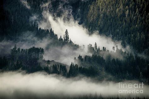 Misty Forest On The Mountain Photograph By Jennifer Oliver Fine Art