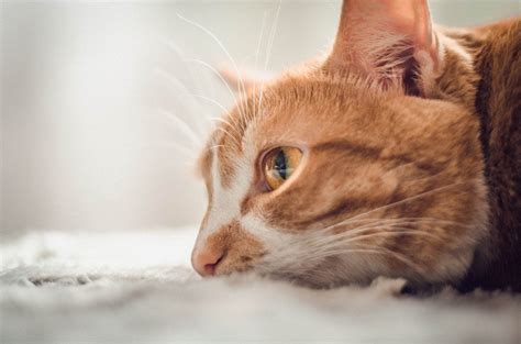 If your cat is not on a weight control diet, and his or her exercise has not increased significantly (like you moved to a gigantic house), then weight loss is a sign of illness. How to Tell if a Cat is Dying: 6 Signs to Watch Out For ...