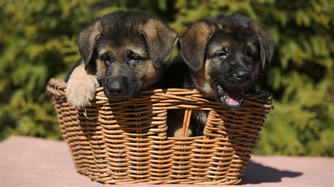 Two German Shepherd Puppies In A Wicker Basket Wallpapers