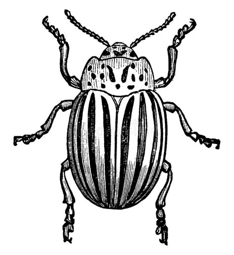 Potato Bug Vintage Illustration Stock Vector Illustration Of Beetle