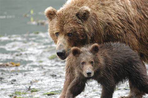 How Intelligent Are Kodiak Bears And Can They Communicate Robin Barefield