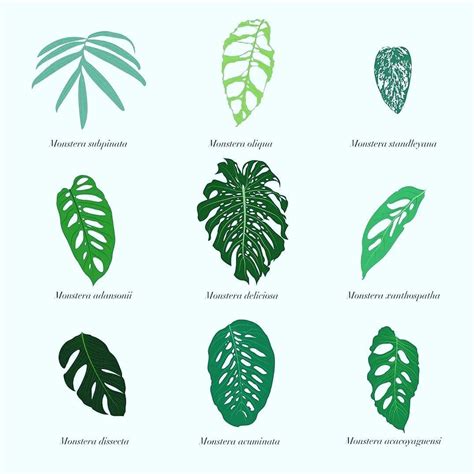 Thread in the philodendrons, elephant ears, and other aroids forum forum by emmapb: Monstera Esqueleto Vs Adansonii - BacaanKita