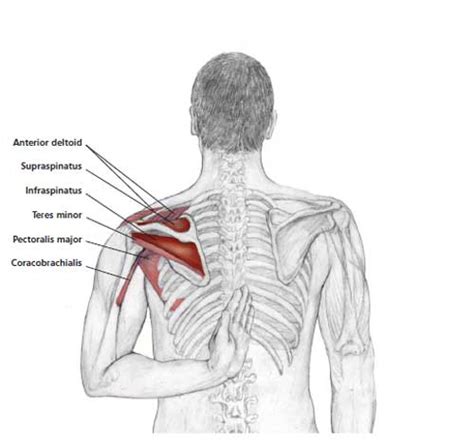 Neck And Shoulder Stretches Health Babamail