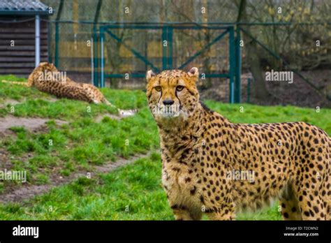 Closeup Portrait Of A Cheetah Popular Zoo Animals Vulnerable Animal