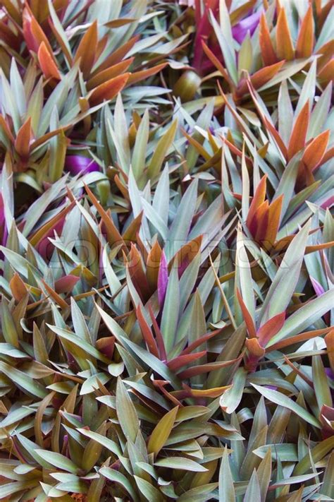 Purple Heart Ground Cover Plant Oyster Stock Image Colourbox