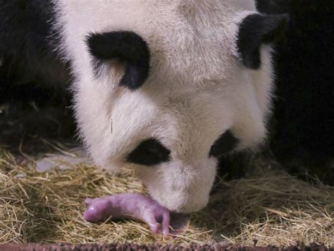 See It Panda Mom Ia As Lun Lun Has Twins — Again — At Atlanta Zoo