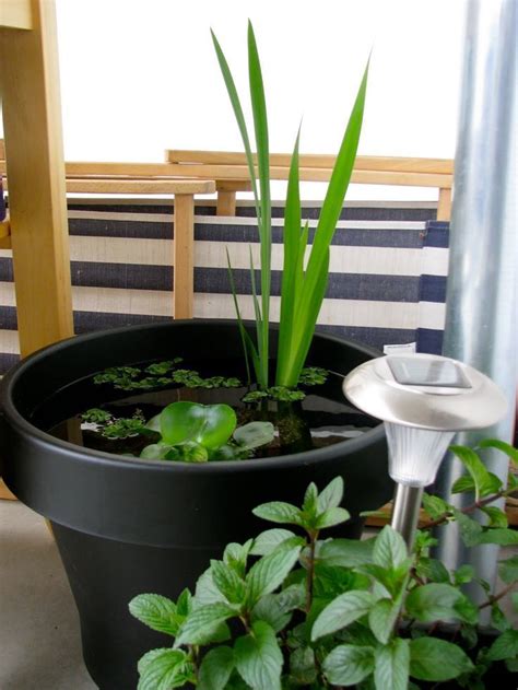 Weitere ideen zu teich anlegen, teich, wasser im garten. Balkon Ideen selber Machen: Ein Mini-Teich im Topf ...