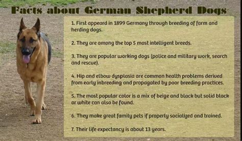 7 Interesting Facts About German Shepherd Dogs German Shepherd