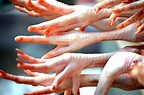 Chicken Feet Free Stock Photo - Public Domain Pictures