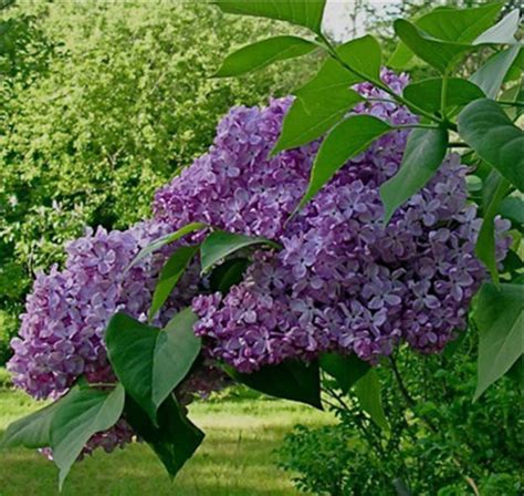 5 French Lilac Tree Seeds 1146 Etsy