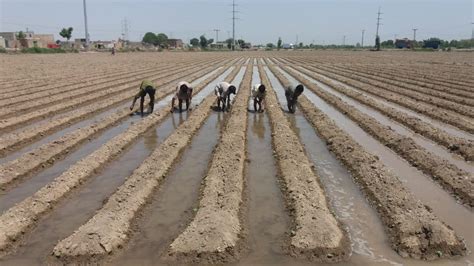 ‘sowing The Seeds For Organic Cotton In Pakistan Cabi Blog