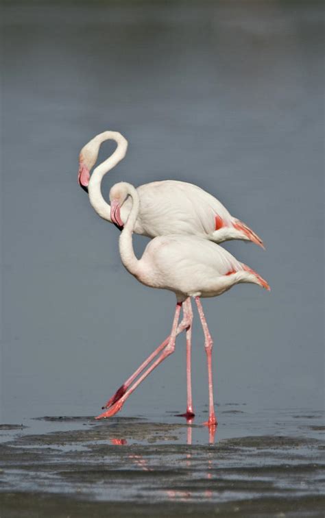 Greater Flamingos Phoenicopterus Roseus Photograph By Animal Images