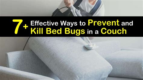 7 Effective Ways To Prevent And Kill Bed Bugs In A Couch Kill Bed Bugs
