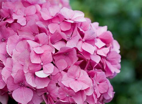 Hydrangea Flowers Pink Free Stock Photo Public Domain Pictures
