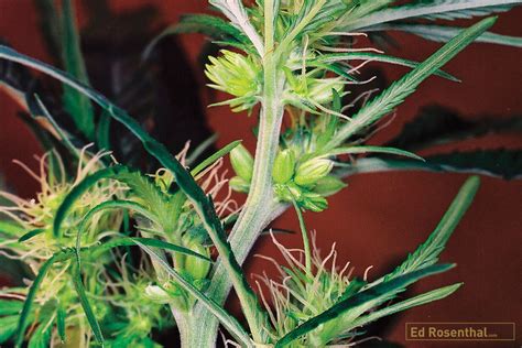 Feminized Seeds What They Are And The Top Methods Used To Produce Them