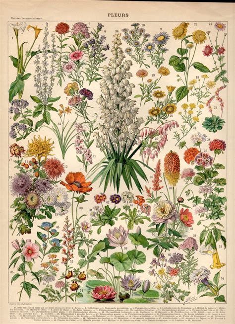 The Product Garden Flowers Antique Print Flower Lithograph
