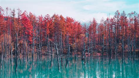 1920x1080 Nature Landscape Trees Forest Fall Water Pond