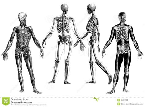 Human body proportions drawing reminders. Anatomy - Victorian Anatomical Engravings Editorial Image ...