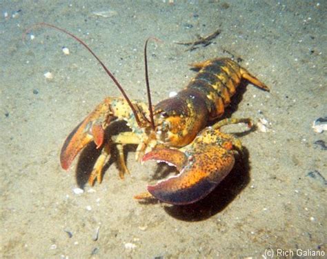 American Lobster ~ Marine Biology ~ New Jersey Scuba Diving