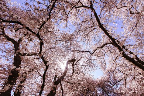 Where To View Cherry Blossoms In Seattle