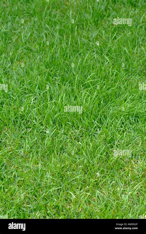Fescue Grass Hi Res Stock Photography And Images Alamy