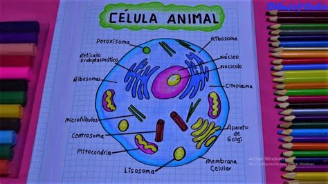 Como Dibujar Una Célula Animal How To Draw Animal Cell Dibujoycolor