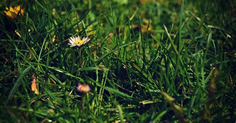 White Petaled Flower On Grass Field · Free Stock Photo