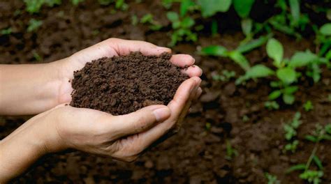 How Do You Determine Soil Health The Complete Guide To Tips For Your Yard