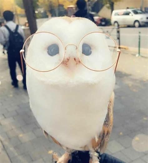 Owl Wear Glasses Music Indieartist Chicago Детеныши животных