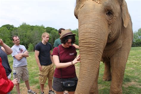Myriadofmischief Elephunky Riddle Elephant Sanctuary In Guy Arkansas