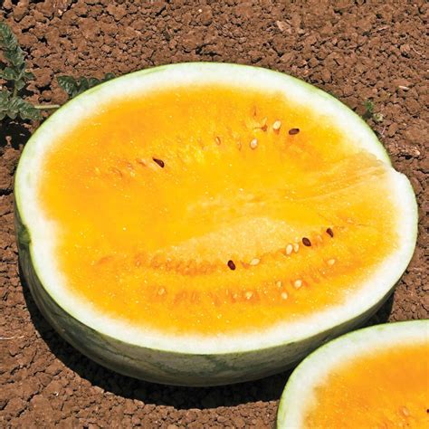 Orange Krush Hybrid Watermelon Gurneys Seed And Nursery Co