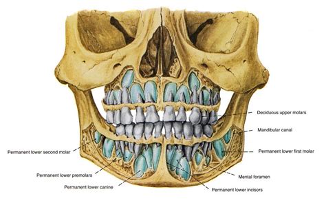 Dents Squelette Face Ff En