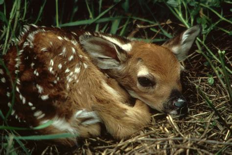 Filewhite Tailed Deer Fawn In Grass Odocoileus Virginianus