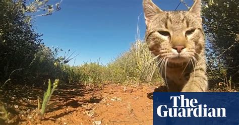 Australian Wildlife 20 Times More Likely To Encounter Deadly Feral Cats