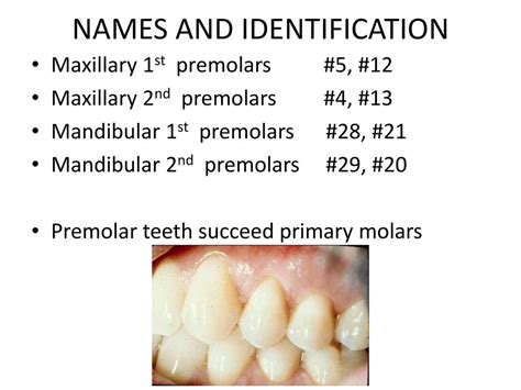 Maxillary Premolars Dental Health Proper Tooth Contours Ppt Download