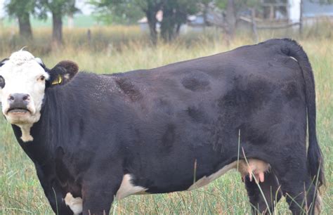 controlling horn flies on pastured cattle unl beef