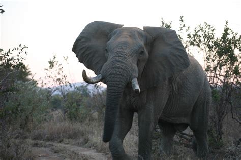 Best Places To See The Big Five Animals In Zimbabwe