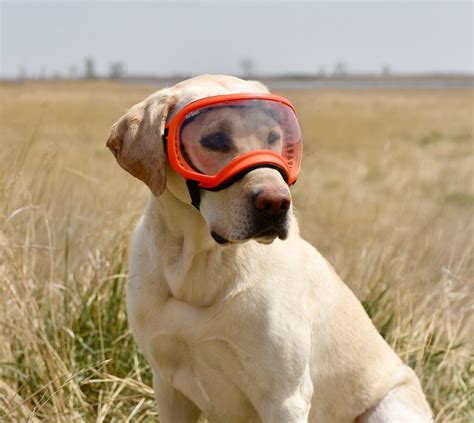 Dog Goggles For Hunting 5 Best Goggles For Working Dogs