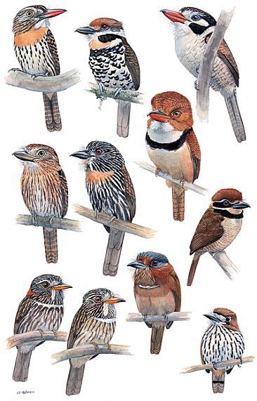 Birds Of Peru Painting Art By Larry Mcqueen