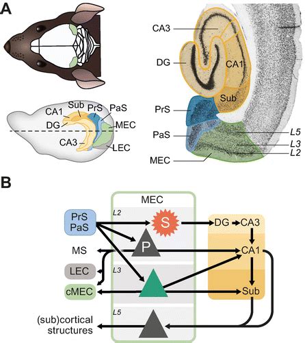 Microcircuits For Spatial Coding In The Medial Entorhinal Cortex