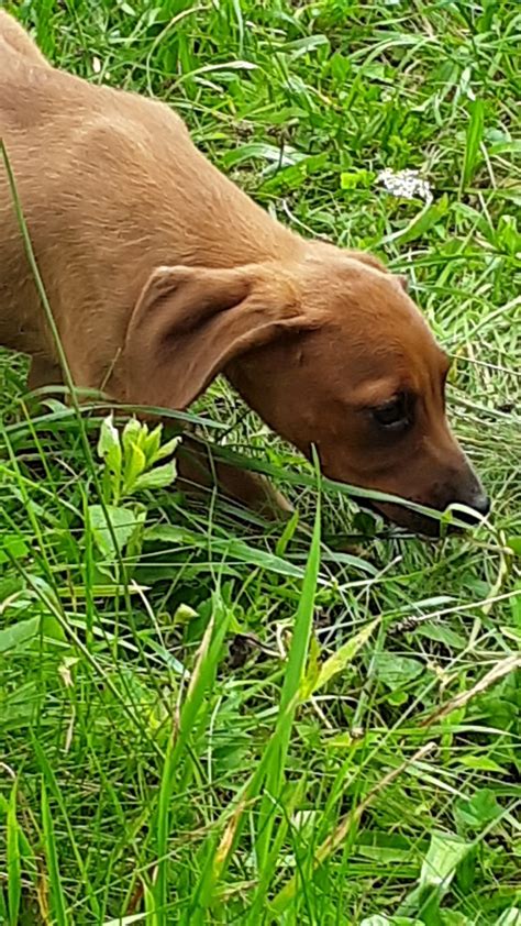 Is your redbone coonhound potty trained enough? Redbone Coonhound Puppies For Sale | Lockwood, NY #306666