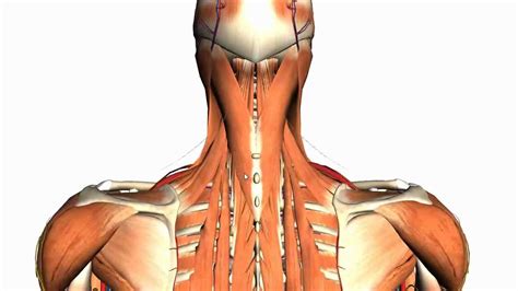 Intermediate And Deep Muscles Of The Back Anatomy Tutorial Youtube