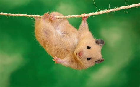 Hamster Playing Wallpaper Wallpapers For You All The Best Wallpapers