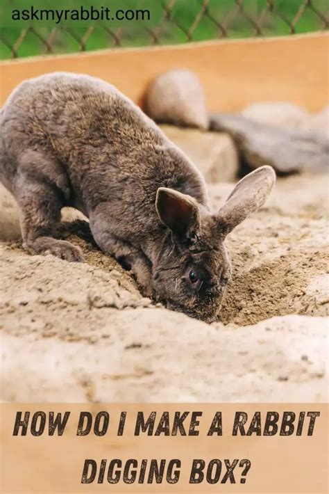 Rabbit Digging Box Ideas And Diy