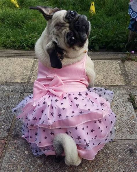 Pug Wearing A Pink Dress Baby Pugs Cute Pugs Cute Pug Puppies