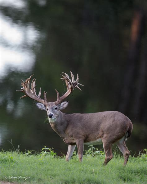 What Do Deer Eat Deer Diets Explained Texas Landowners Association