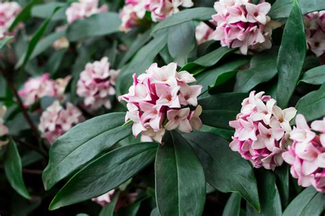 Daphne Shrubs Plant Care And Growing Guide